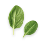 Leaf Element 02